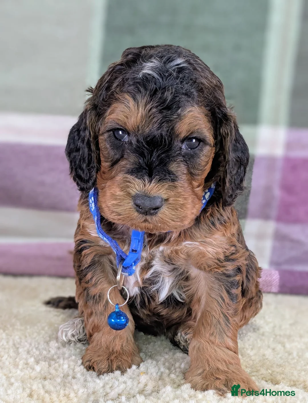 Cockapoo dogs for sale: Your Next Furry Family Member Awaits!  - Advert 1