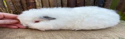 Guinea Pig rodents for sale: Swiss teddy babies - Advert 6