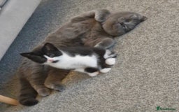 British Shorthair cats for sale: British Shorthair Mix Kittens - Image 14