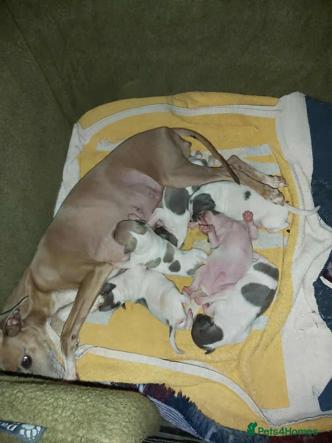 Italian Greyhound dogs for sale: READY TO GO IN 5 DAYS  - Advert 20
