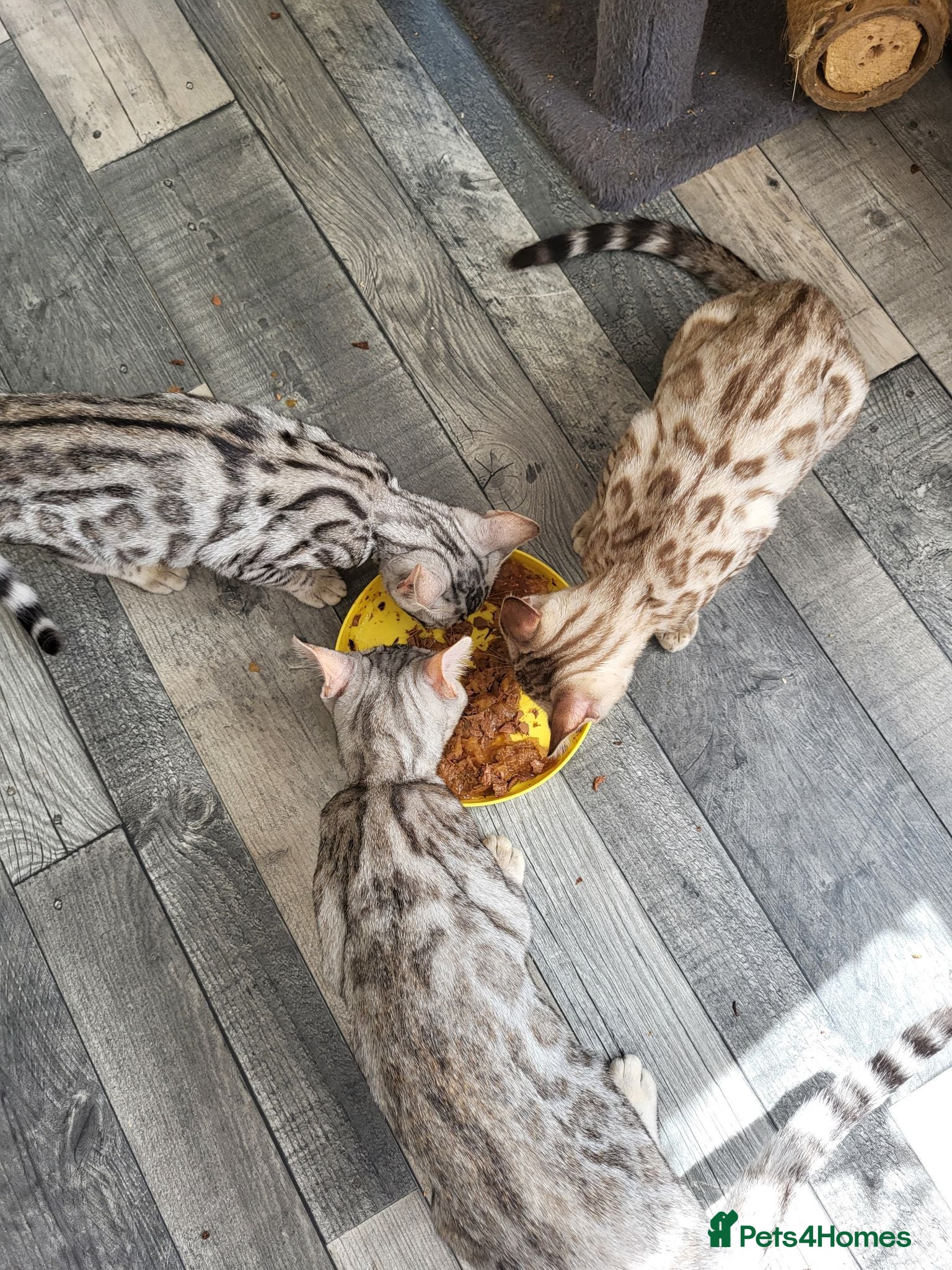 Bengal cats Beautiful 3 bengal kittens girls - Advert 1