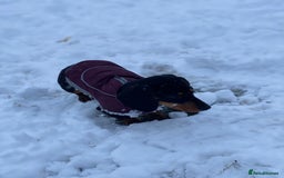 Miniature Dachshund dogs for sale: KC Reg, Health tested, miniature Dachsund Puppies - Image 23