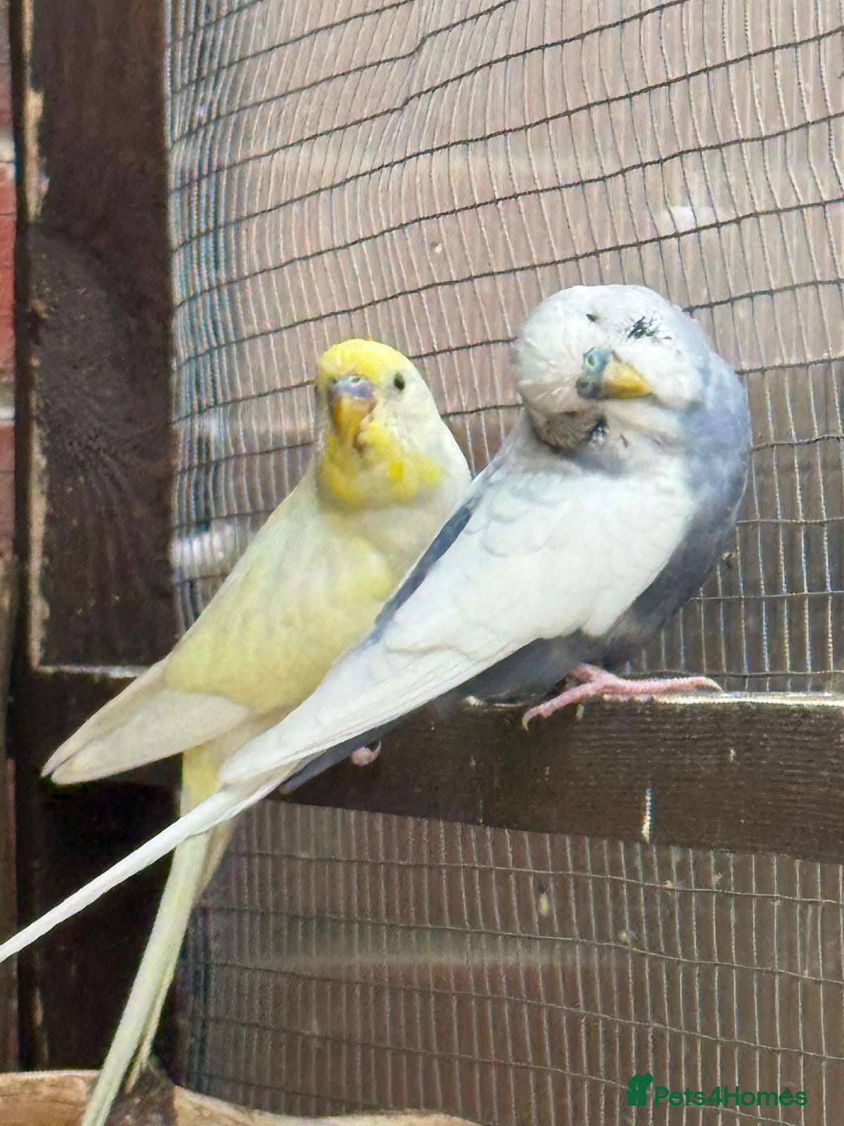 Budgerigars birds Lovely budgies ready to breed  - Advert 1