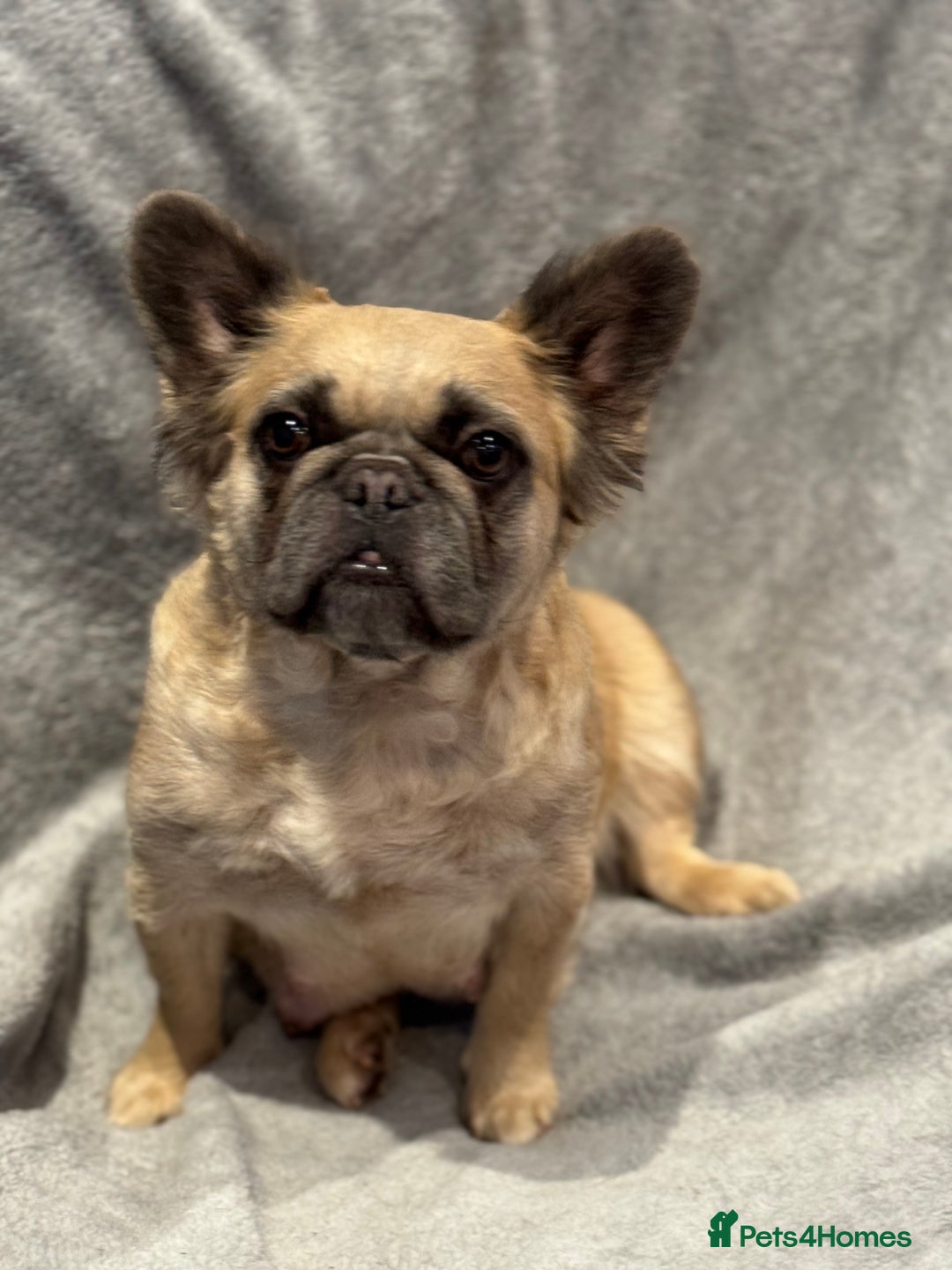 French Bulldog dogs for sale: French bulldog puppy  - Advert 2