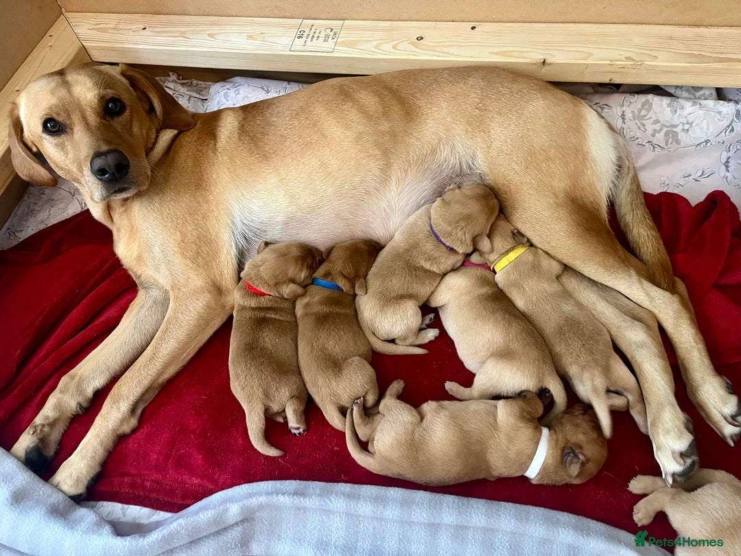 Labrador Retriever dogs for sale: Gorgeous Fox Red Labrador Puppies - Image 11