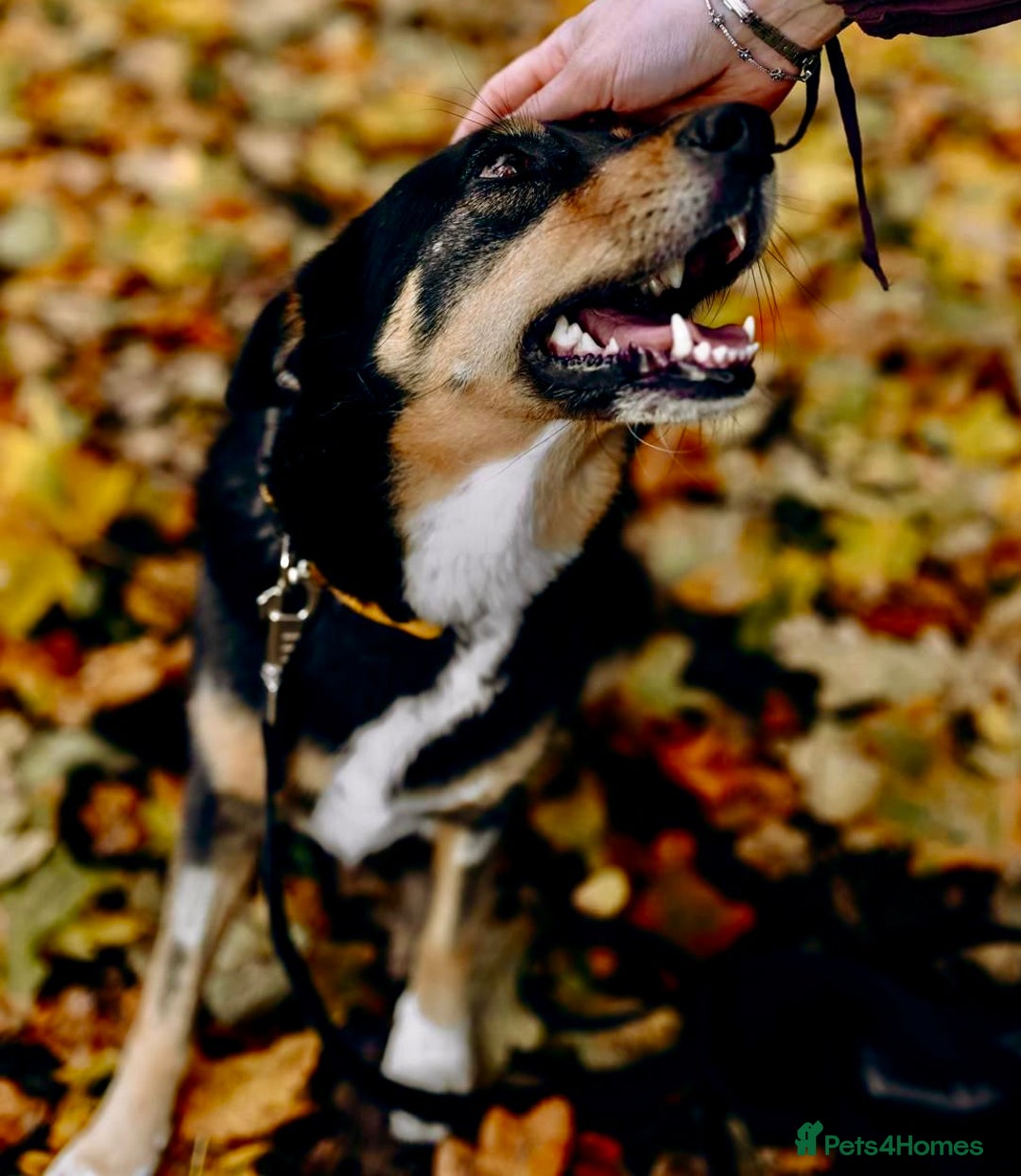 German Shepherd dogs for adoption: 🐾 POPPY – Female German Shepherd - Advert 9