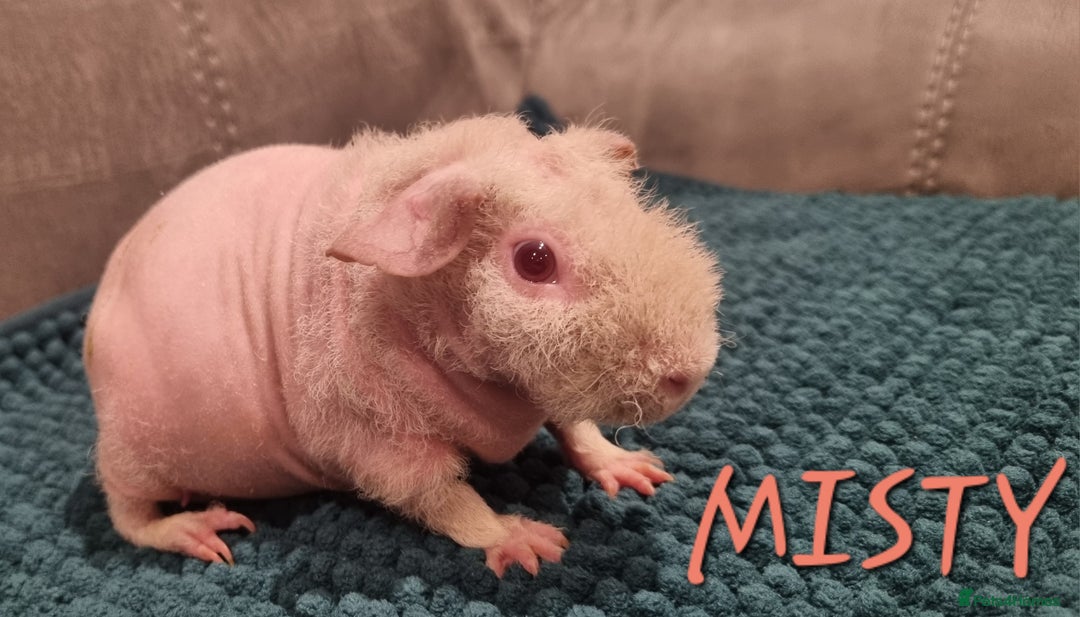 Guinea Pig rodents for sale: 3 Skinny/Werewolf Girls - Image 3
