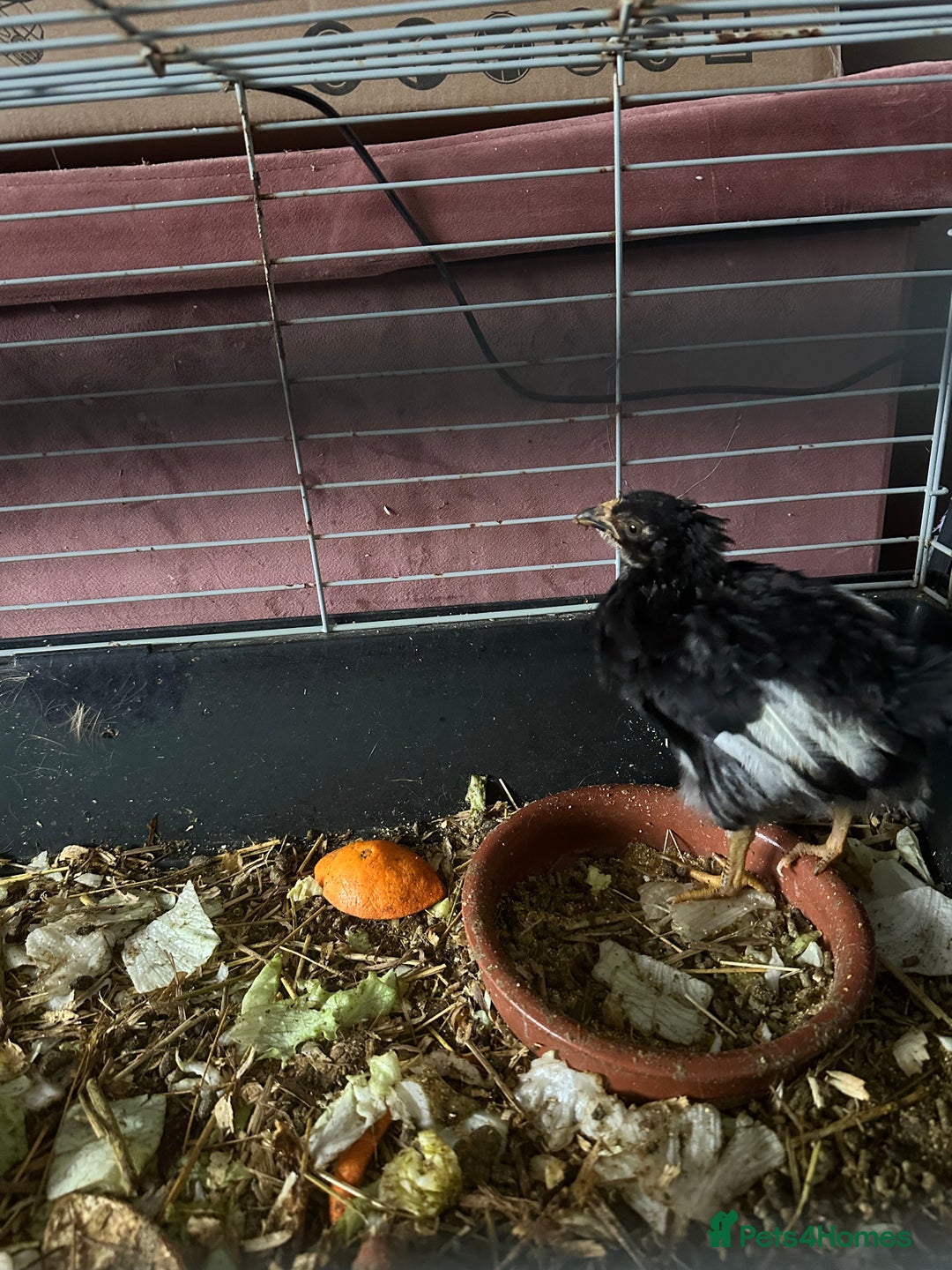 Mixed Breed poultry for sale: Female Chick - Advert 3