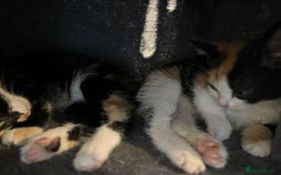 Domestic Shorthair cats for sale: 6 beautiful kittens ready for loving home  - Image 9