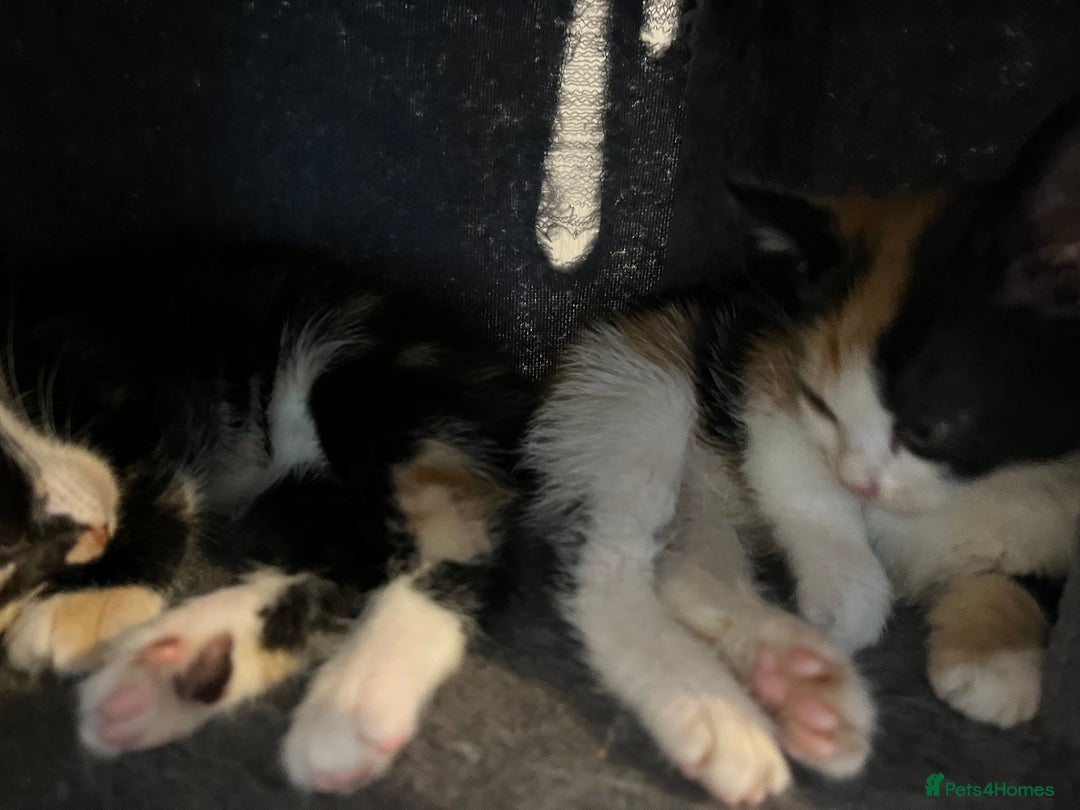 Domestic Shorthair cats for sale: 6 beautiful kittens ready for loving home  - Image 9