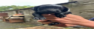 Sprocker 1