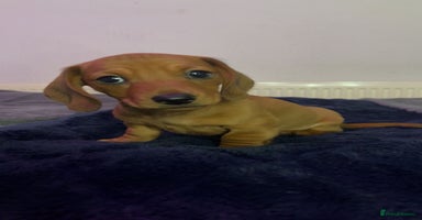 Miniature Dachshund dogs - Advert 13