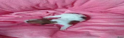 Jack Russell dogs for sale: Marzena Pawel .S./Jack Russell  - Advert 5