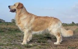 Golden Retriever dogs for sale: Golden retriever puppies confirmed (due 15/11) - Image 9