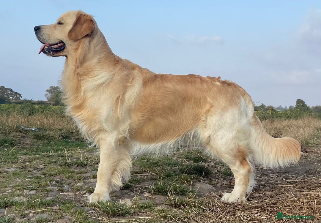 Golden Retriever dogs for sale: Golden retriever puppies confirmed (due 15/11) - Image 9