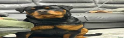 Rottweiler dogs for sale: 10 month old German Rottweiler amazing bloodlines  in Ilford - Advert 2