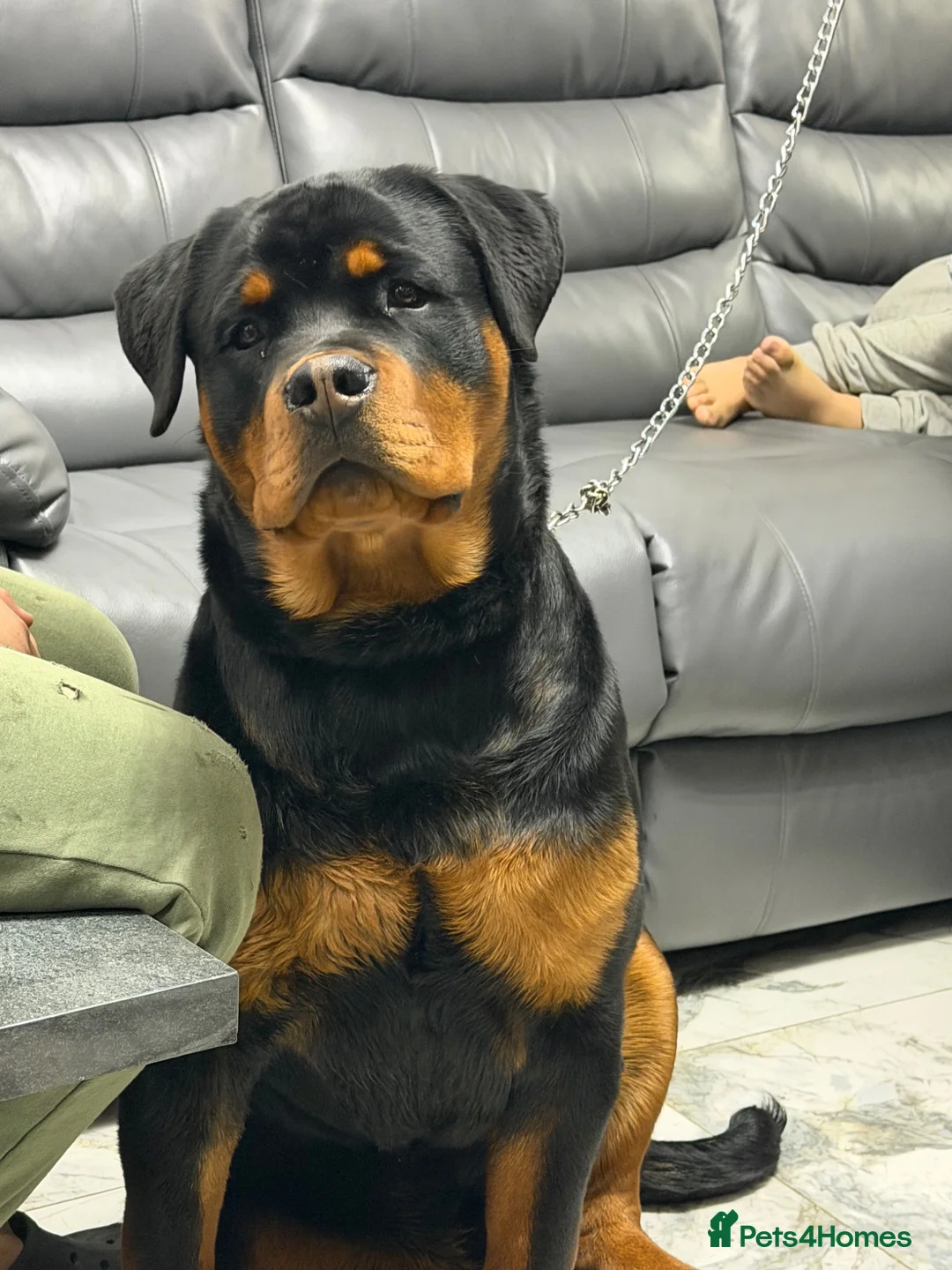 Rottweiler dogs for sale: 10 month old German Rottweiler amazing bloodlines  in Ilford - Advert 2