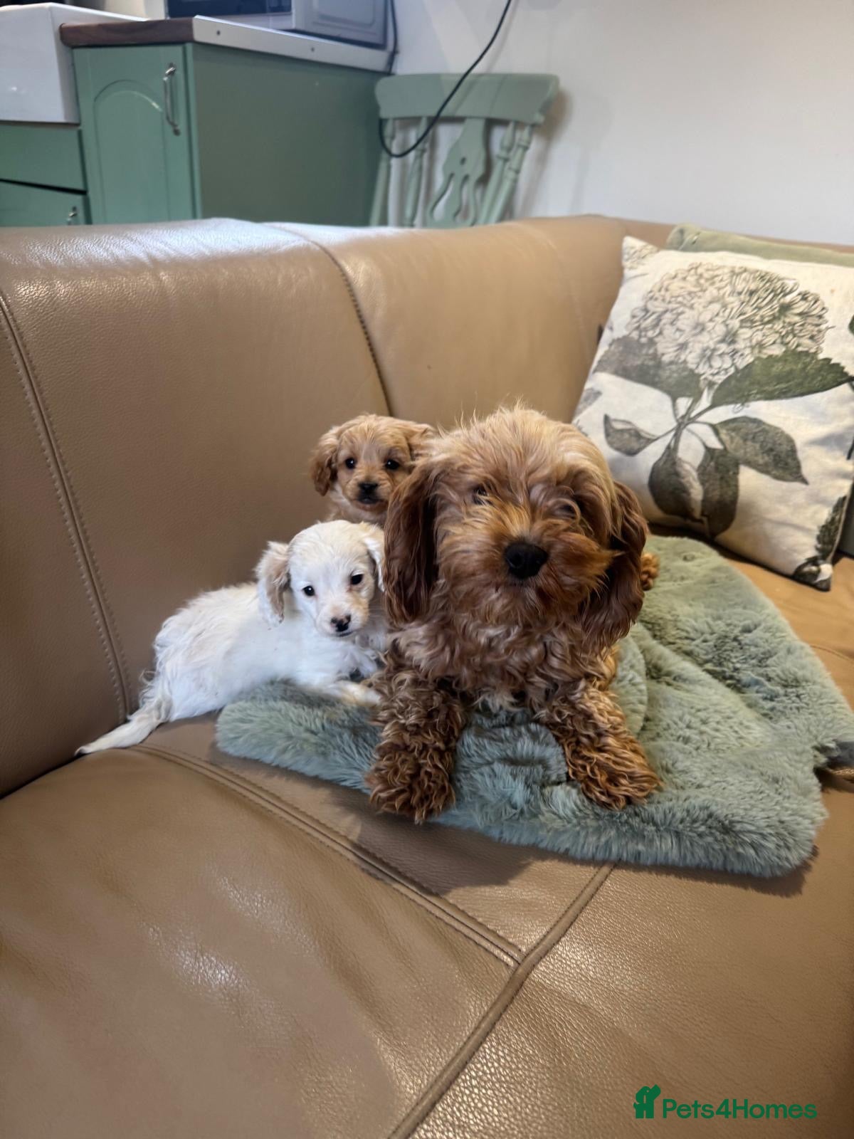 Cavapoo dogs Cavapoo puppy’s  - Advert 17
