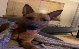 Mixed Breed dogs for sale: Diesel - Trained - In Need Of Home in Paisley - Image 1