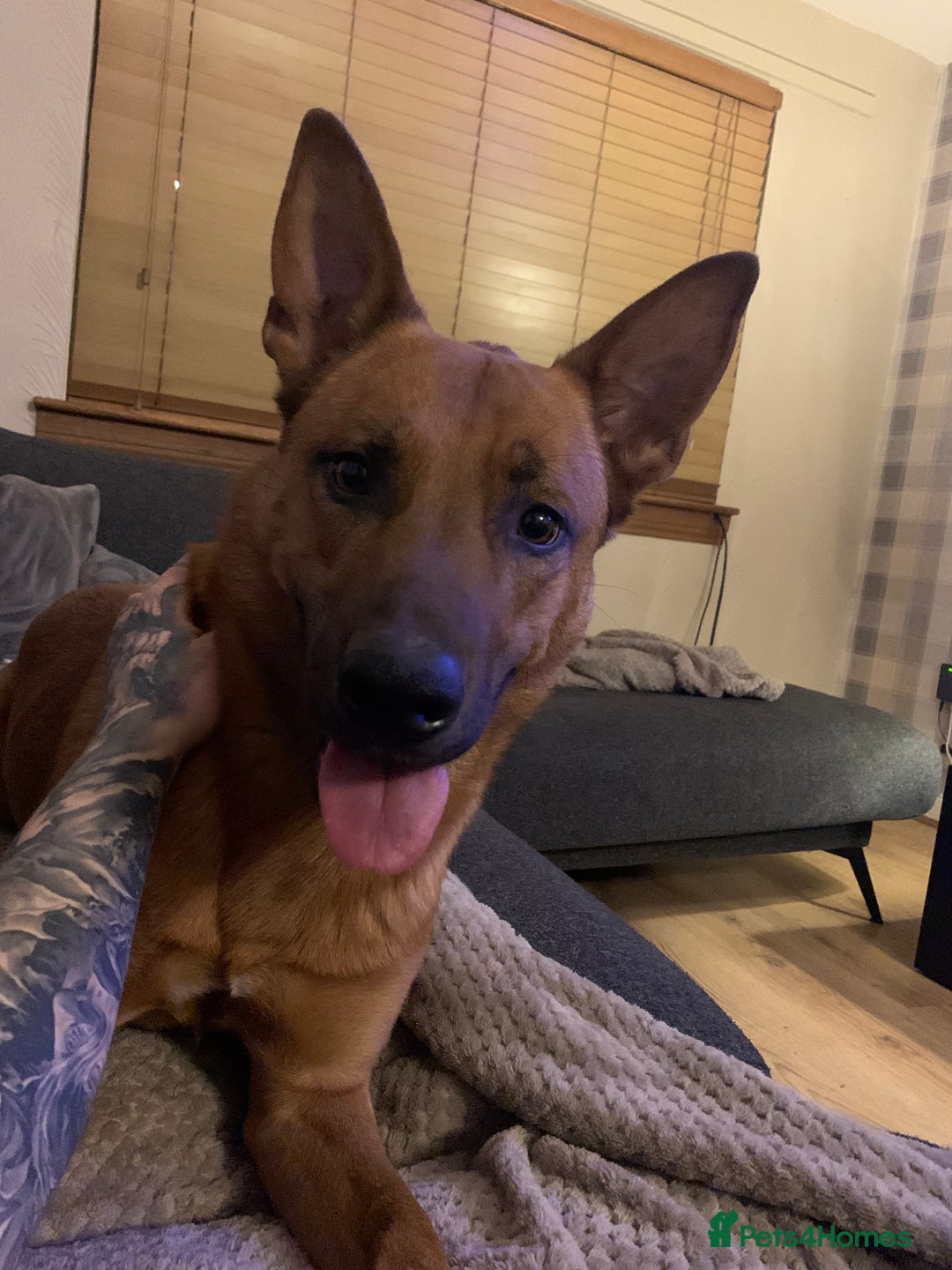 Mixed Breed dogs for sale: Diesel - Trained - In Need Of Home in Paisley - Image 1