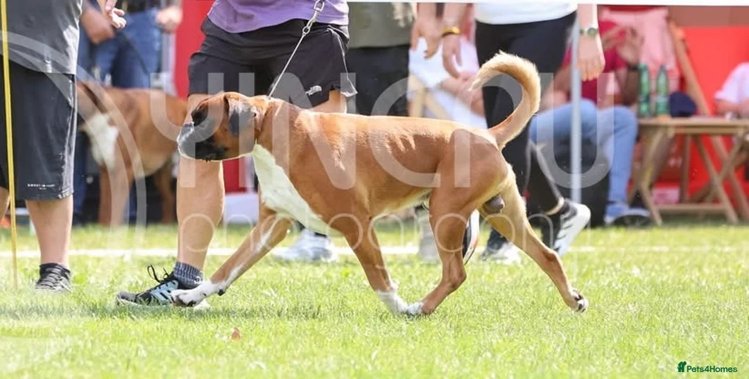 Boxer dogs for stud: Fully Health tested euro / kc reg Boxsanuk Gelso  in Newcastle upon Tyne - Advert 17