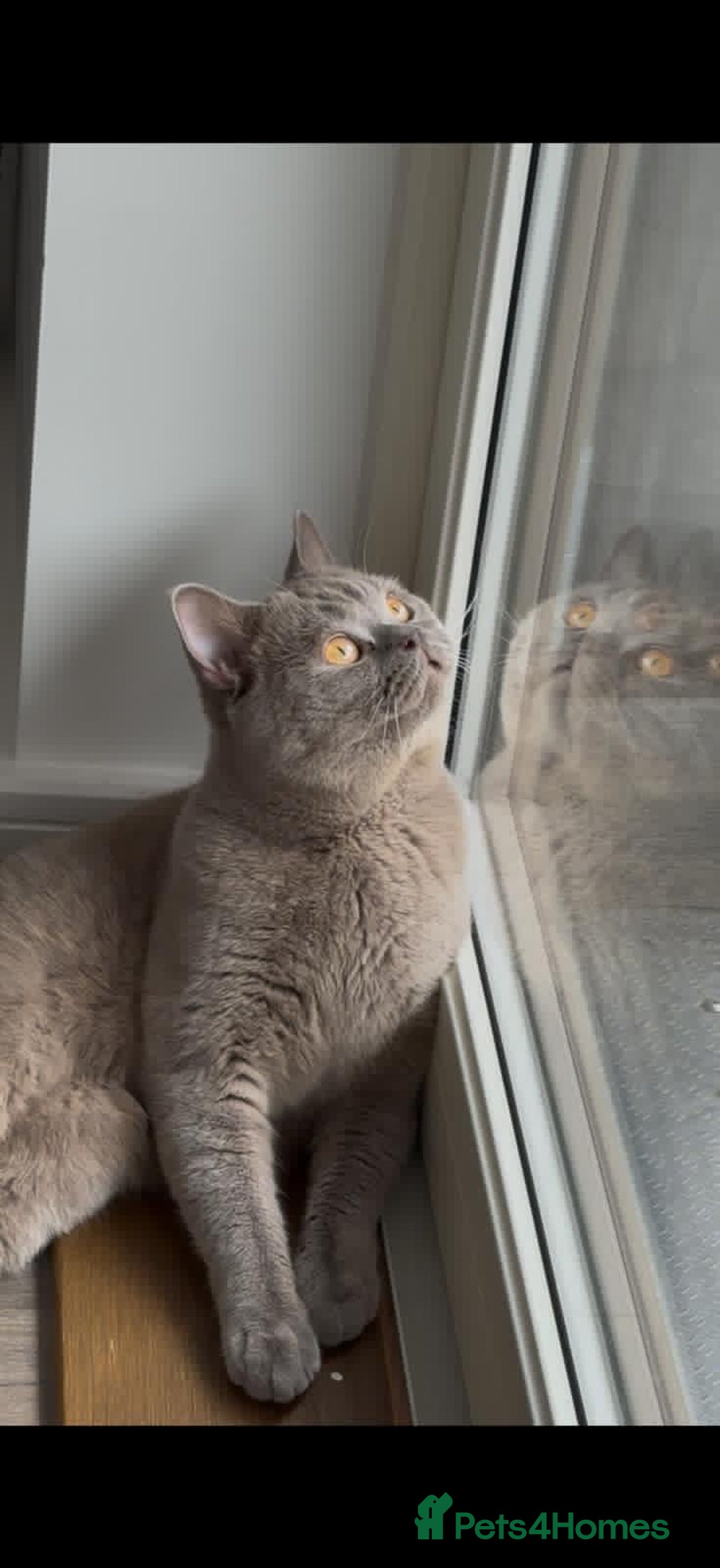 British Shorthair cats for stud: Lilac BSH proven STUD - Advert 7