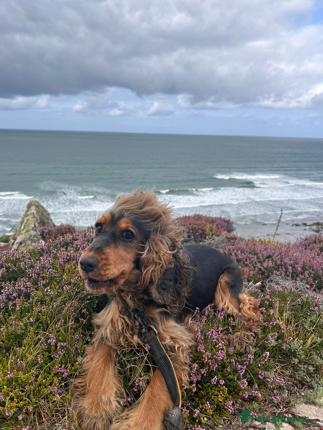 Cocker Spaniel dogs for adoption: Ruby  - Advert 1