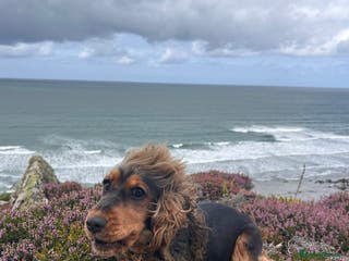 Cocker Spaniel dogs Ruby - Advert 4