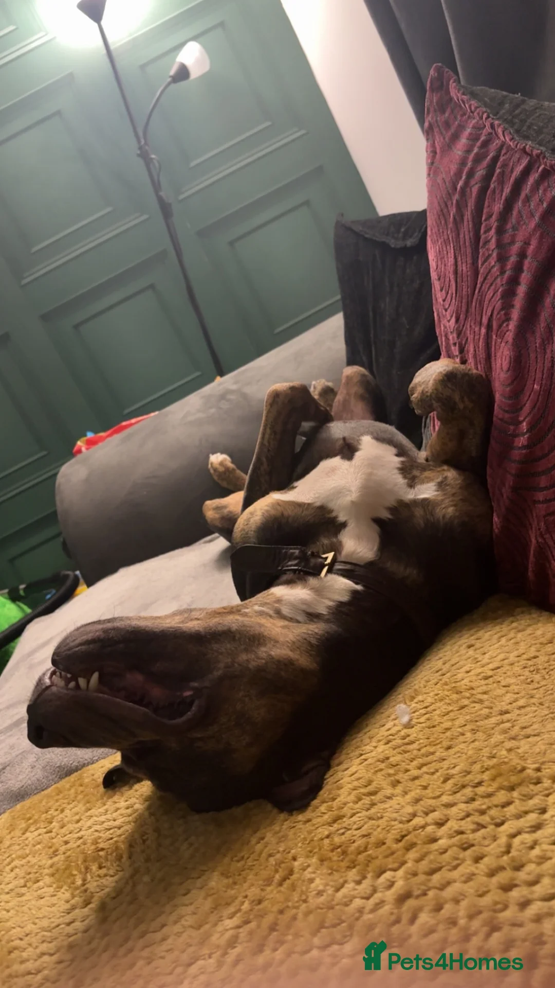 Mixed Breed dogs for sale: Boss  in Lowestoft - Advert 2