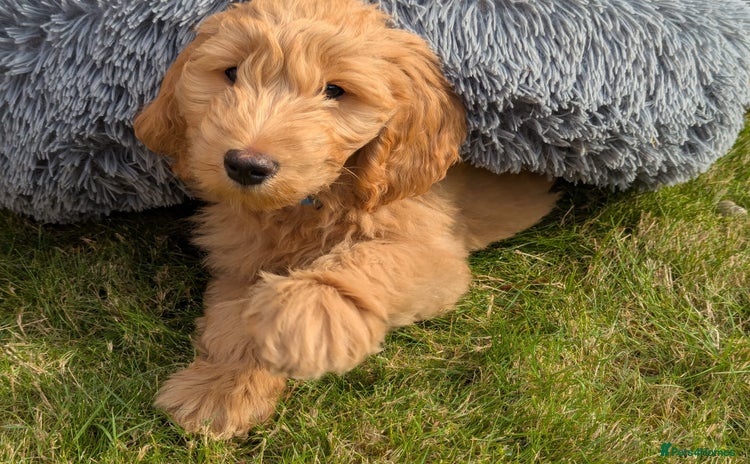 Goldendoodle dogs - Advert 3