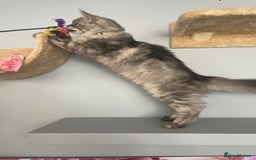 Maine Coon cats for sale: 🌟BIG FLUFFY BOY ready now🌟 Maine Coone kittens  in London - Image 2
