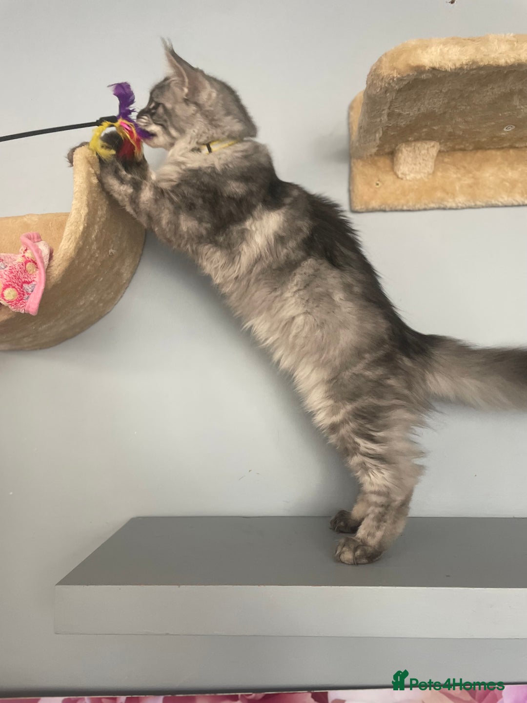 Maine Coon cats for sale: 🌟BIG FLUFFY BOY ready now🌟 Maine Coone kittens  in London - Image 2