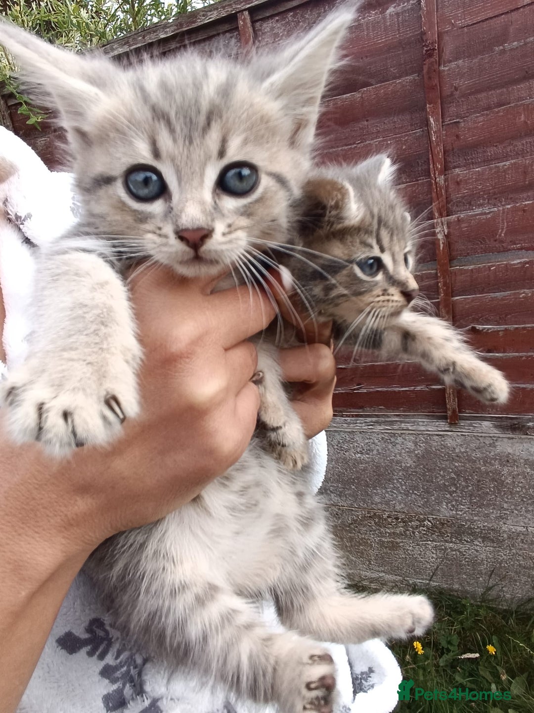 Mixed Breed cats for sale: Adorable kitties ready to go.  - Image 4