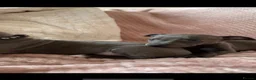 Whippet dogs for sale: Blue Kennel Club Registered Whippet pups - Advert 19