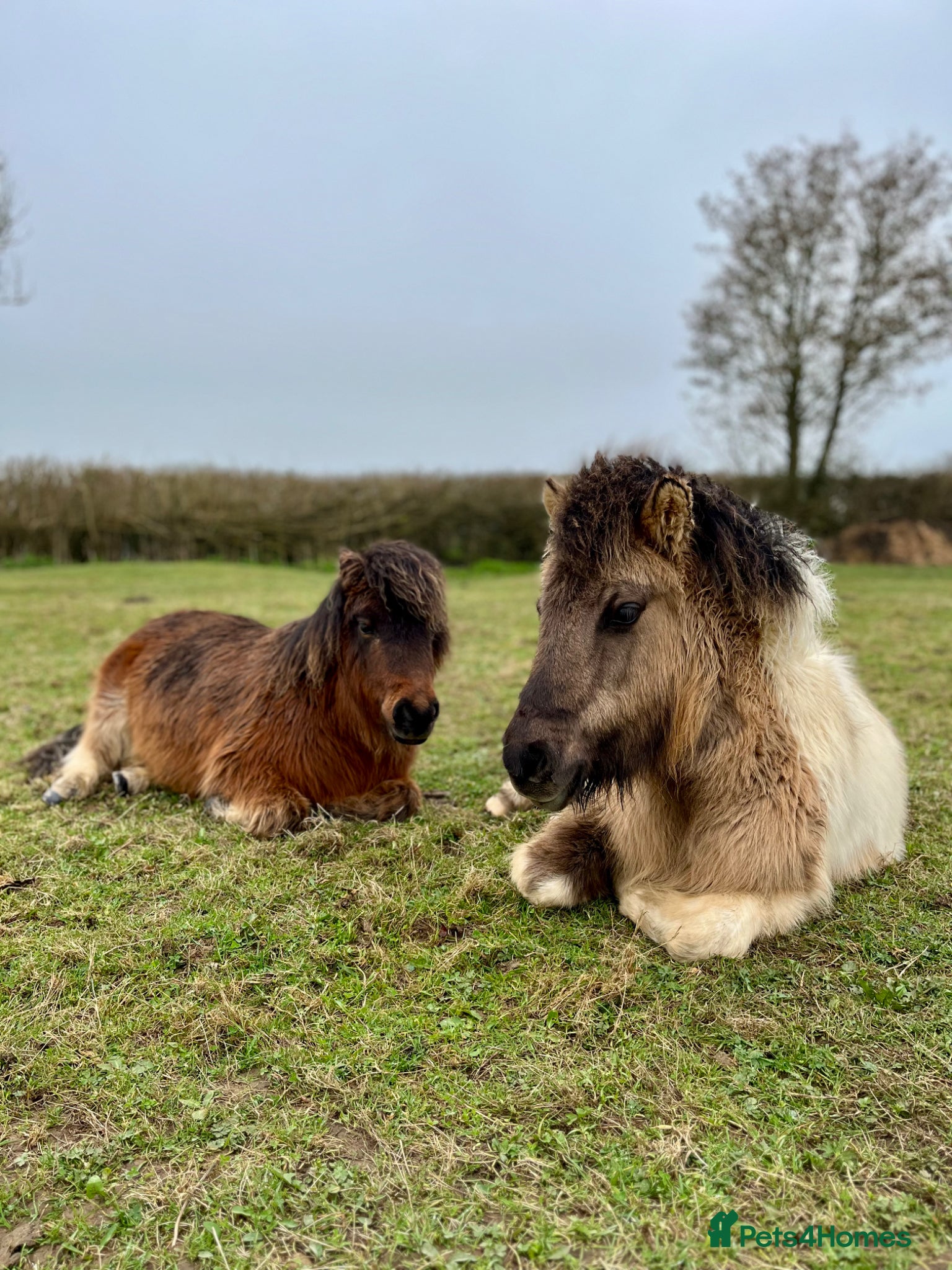 Shetland pony horses 11 month old dun and white gelding- Shetland X  - Advert 1