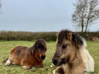 Shetland pony horses 11 month old dun and white gelding- Shetland X - Advert 1