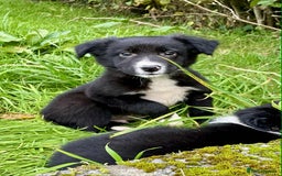 Border Collie dogs for sale: Beautiful Collie Puppies  - Image 19