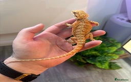 Bearded Dragon reptiles for sale: Bearded Dragon Babies INC RED MONSTERS - Image 6