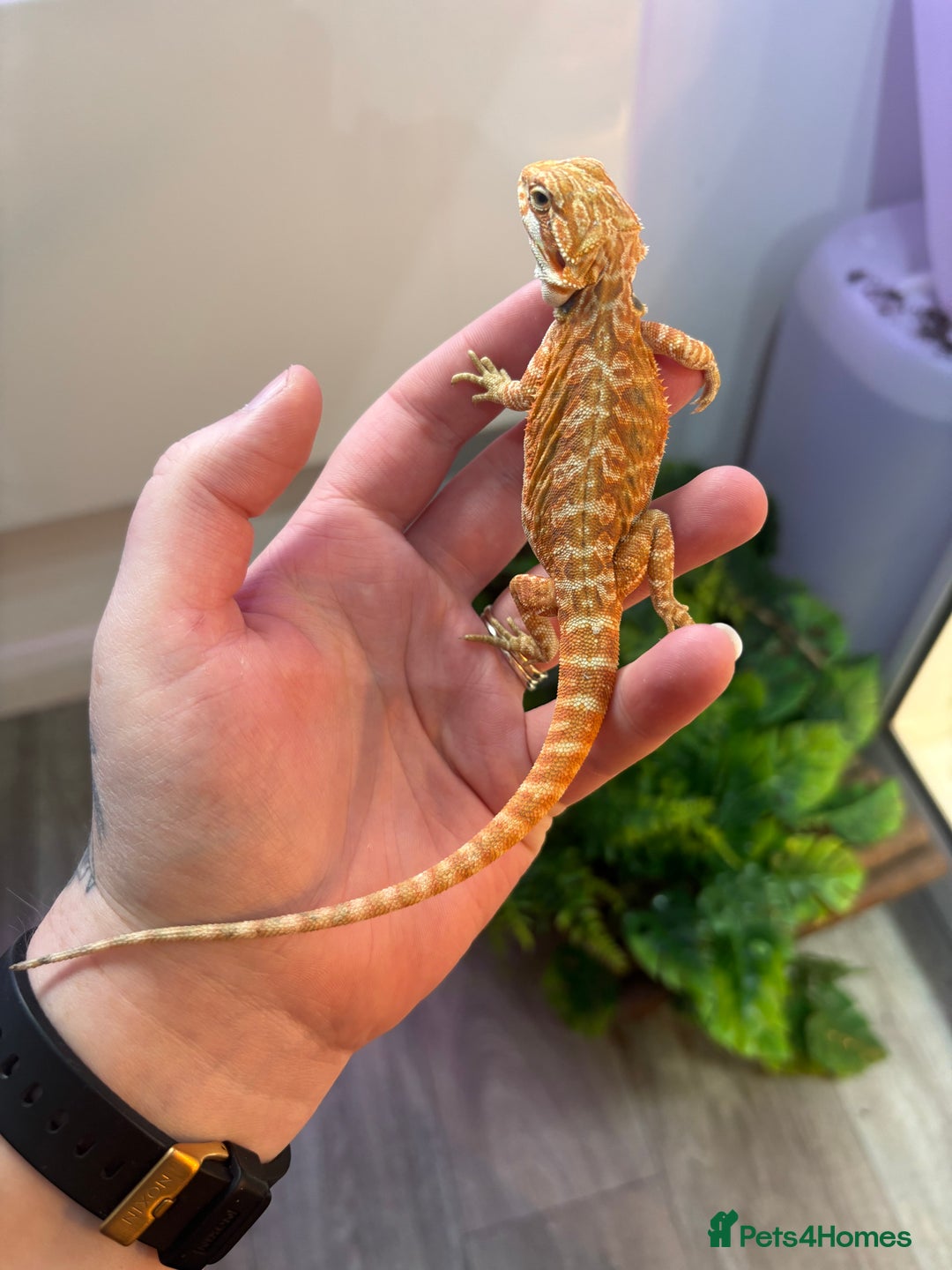 Bearded Dragon reptiles for sale: Bearded Dragon Babies INC RED MONSTERS - Image 6
