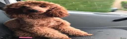 Cockapoo dogs for sale: Adorable Cockapoos’s ready now - Advert 6