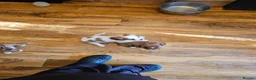 Cavalier King Charles Spaniel dogs for sale: Beautiful cavalier king Charles spaniel puppies  - Advert 36