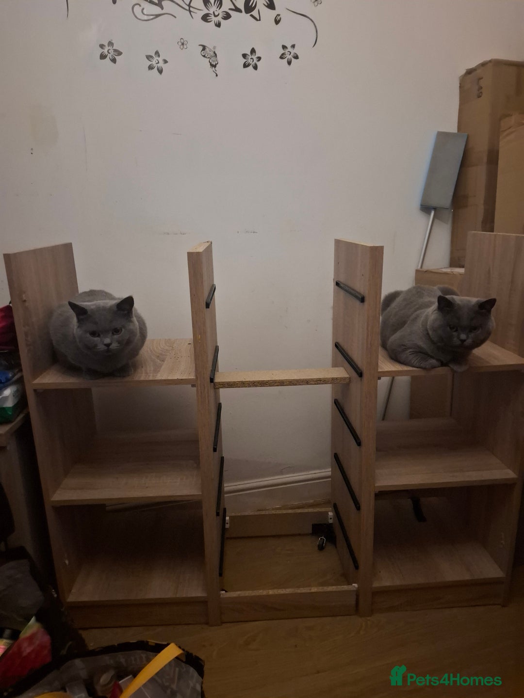 British Shorthair cats for sale: Beautiful soft, fluffy and loving Boys  - Image 6