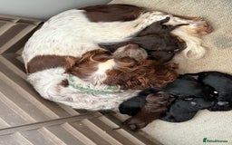 Cockapoo dogs for sale: Miniature f1 Cockapoos puppies - Advert 15