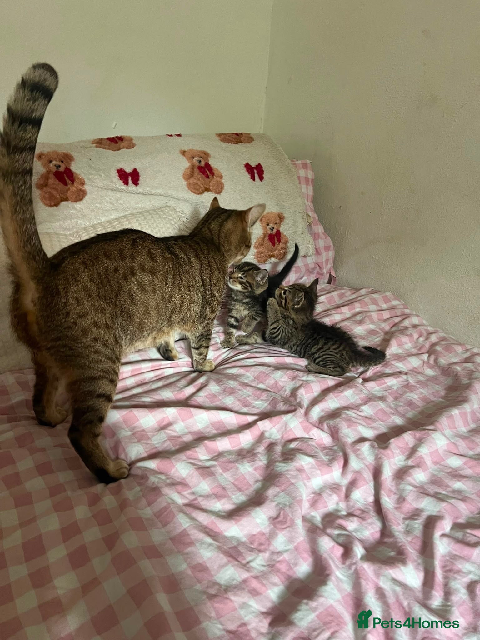 Mixed Breed cats Kittens - Advert 11