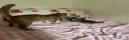 Mixed Breed cats for sale: Kittens in London - Advert 1