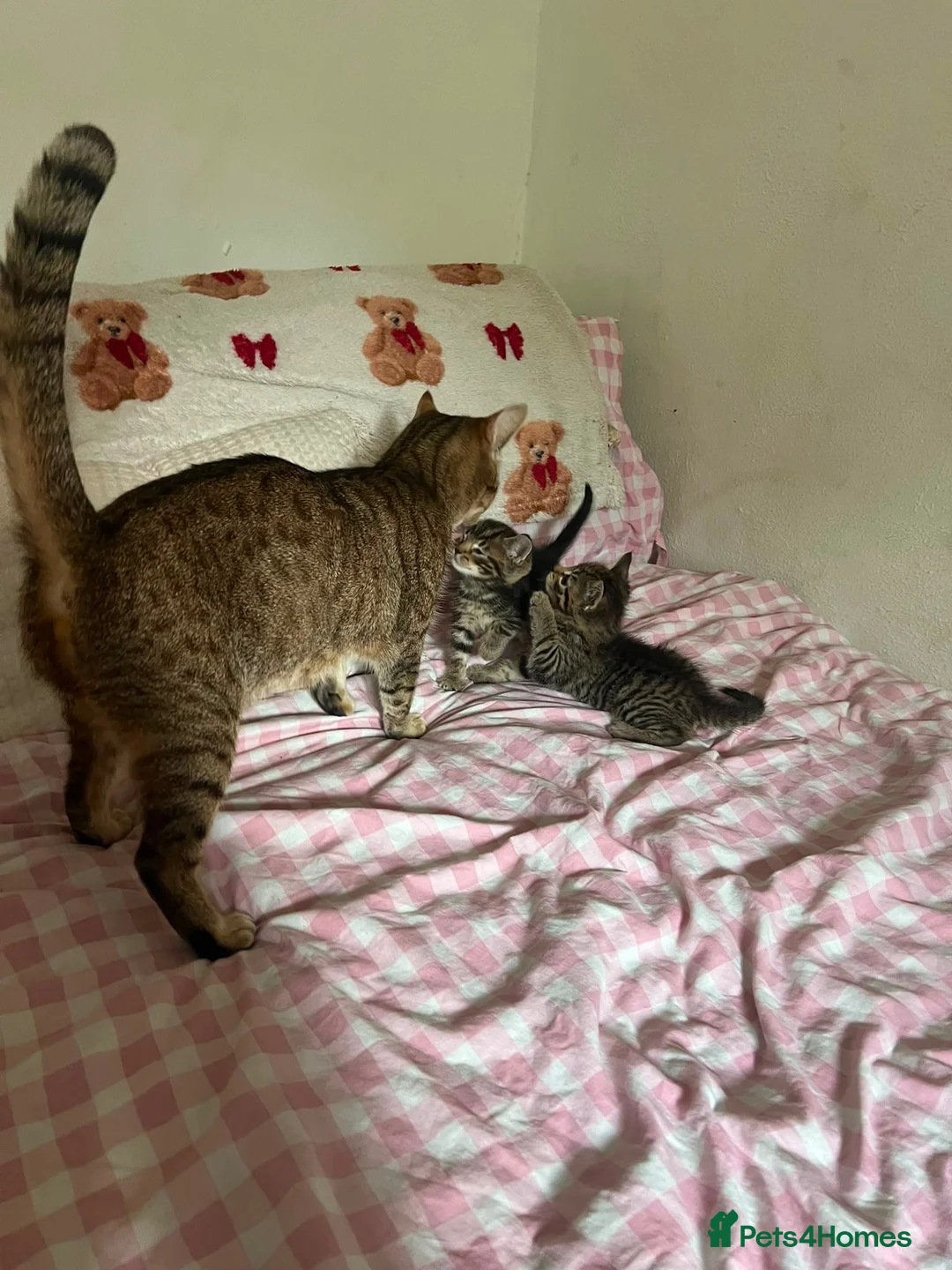 Mixed Breed cats for sale: Kittens in London - Advert 1