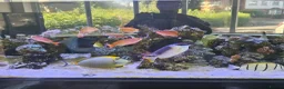 Other/Mixed Breed fish for sale: Large Marine fish in Sale - Advert 10