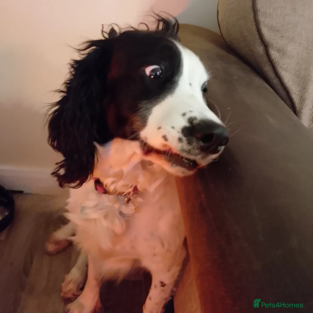 Welsh Springer Spaniel dogs for sale: Willow - Advert 1