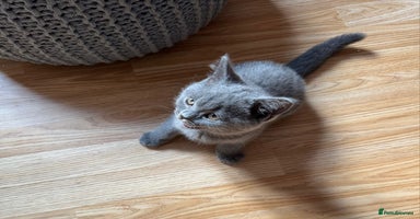 British Shorthair cats - Advert 4