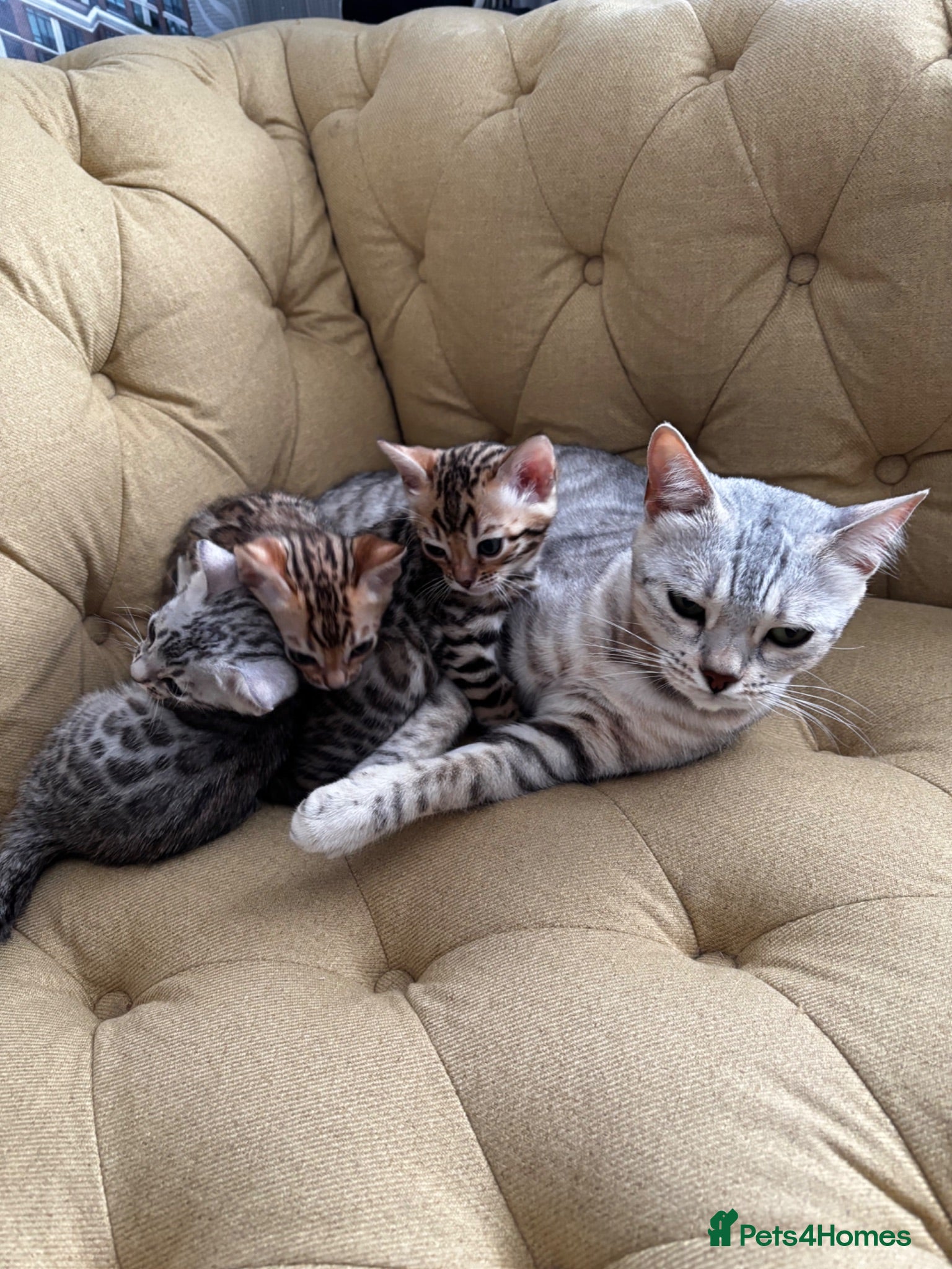 Bengal cats Bengal kittens - Advert 8